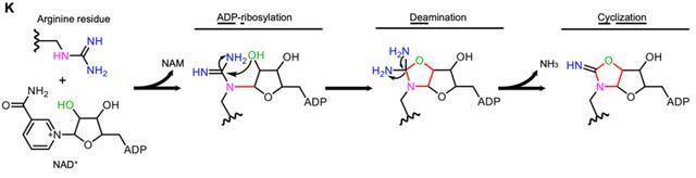 ▲CopC在钙调蛋白辅助下催化的新型蛋白质翻译后修饰ADPR-deacylization