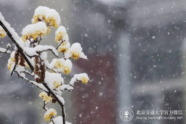 雪满枝头，瓦着新衣