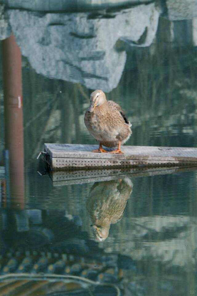 与花朵嬉戏过后