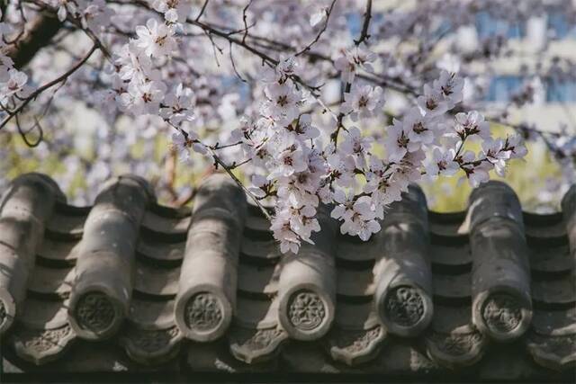 眼神缱绻于簇锦团花