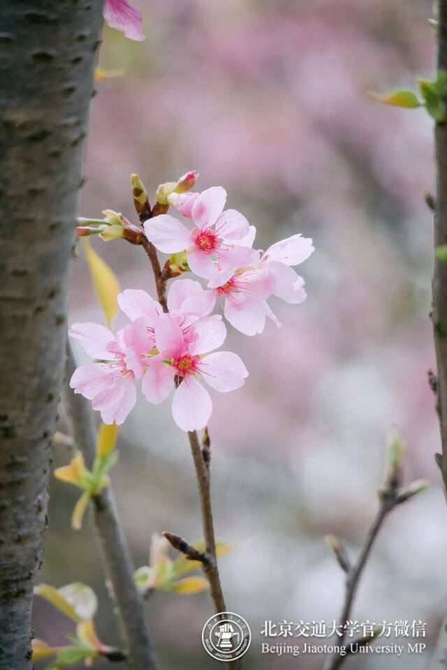 眼神缱绻于簇锦团花