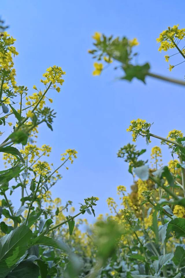 谁是你心中的宁大校花？