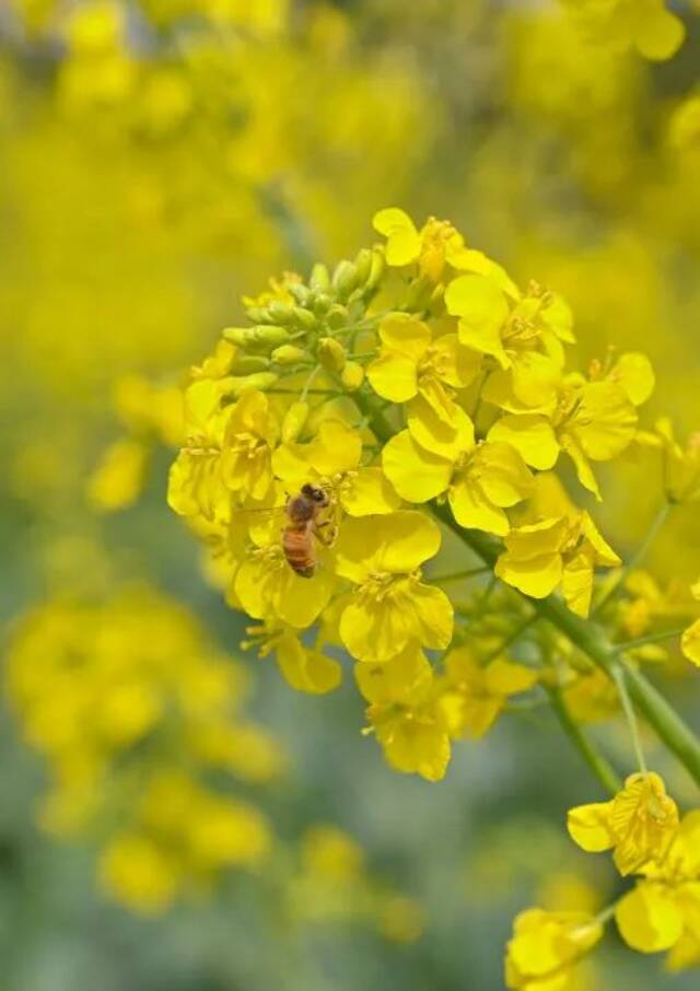 谁是你心中的宁大校花？