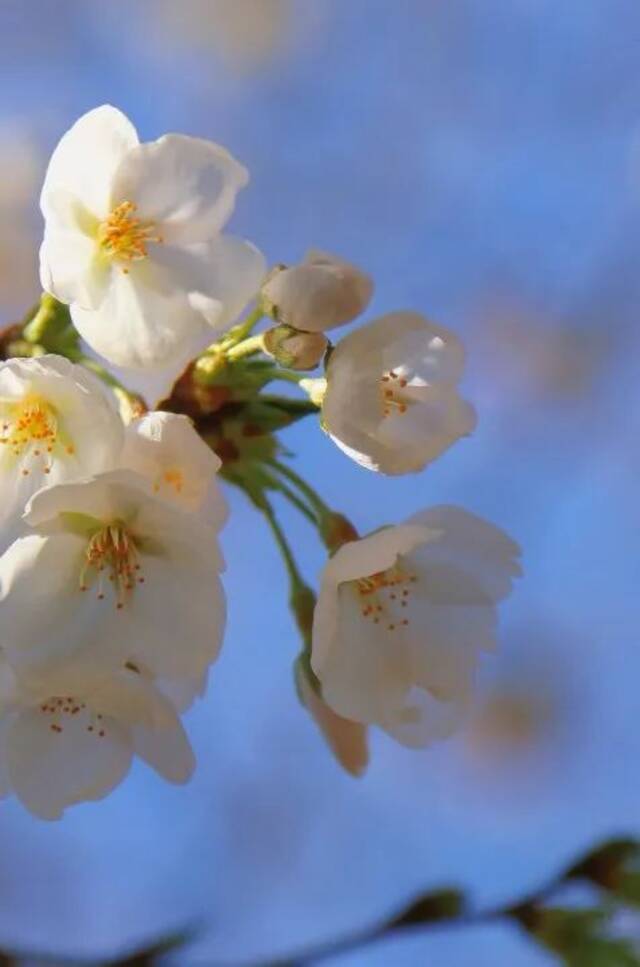 寄予春日的你一封信，亲爱的北中医