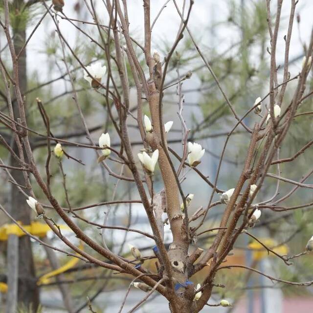 寄予春日的你一封信，亲爱的北中医