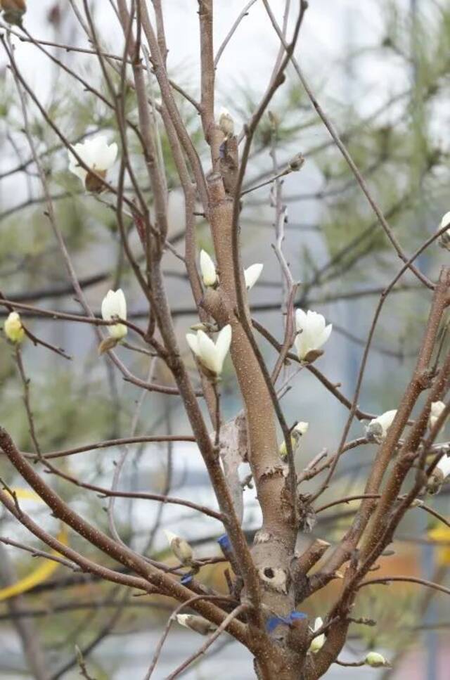 寄予春日的你一封信，亲爱的北中医