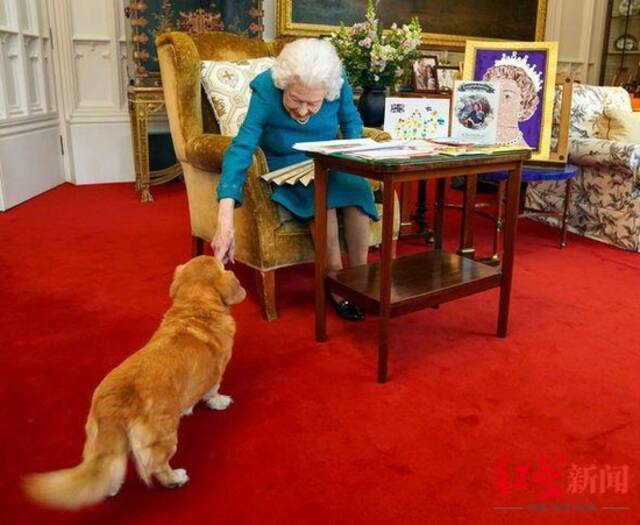 ▲女王过去6个月里无法遛爱犬