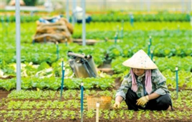 蔬菜基地春种忙 丰富市民菜篮子