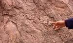 山东省诸城市新发现水波纹遗迹化石和大型蜥脚类恐龙足迹化石