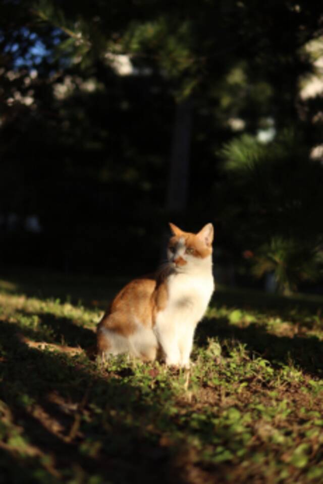 中财大的花，开了！