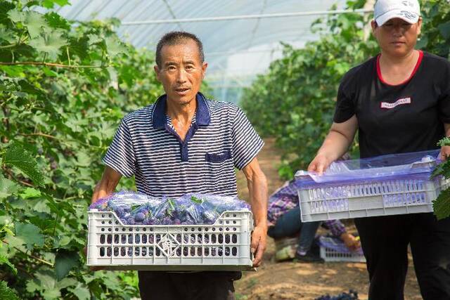 2021年7月，十家子村农民在大棚里采摘葡萄。（受访者供图）