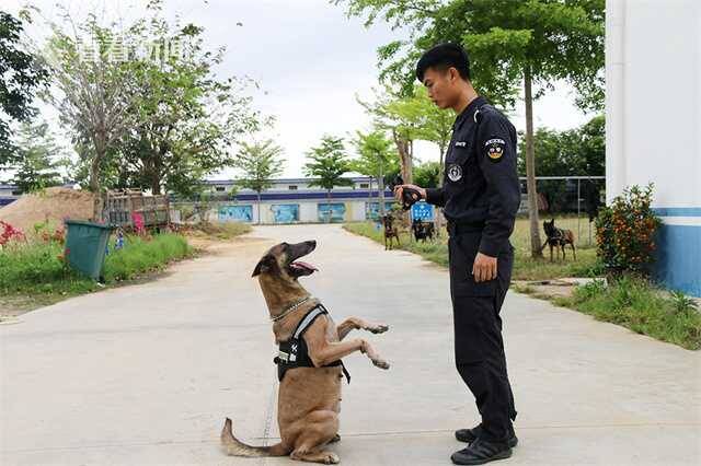 视频｜备战博鳌亚洲论坛 这些“特殊警员”苦练本领