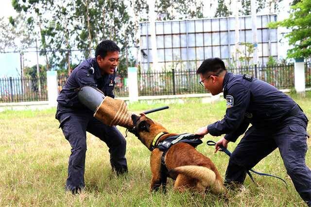 视频｜备战博鳌亚洲论坛 这些“特殊警员”苦练本领