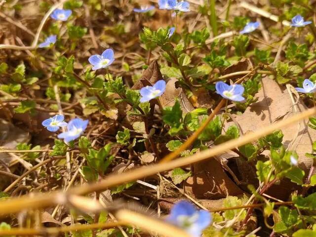 林荫小道上