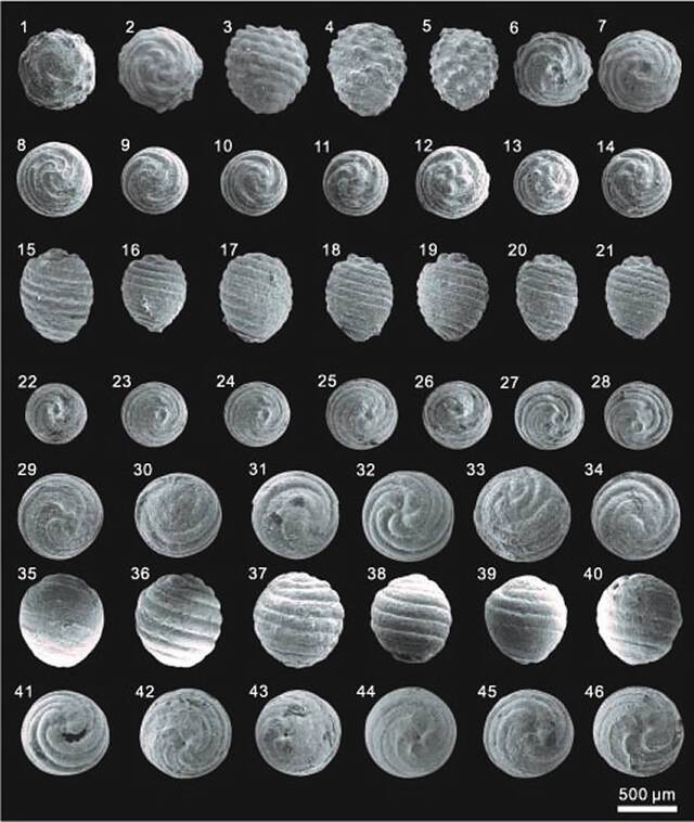 《古生物学杂志》：准噶尔盆地古新世轮藻化石指示轮藻植物群的亚洲起源