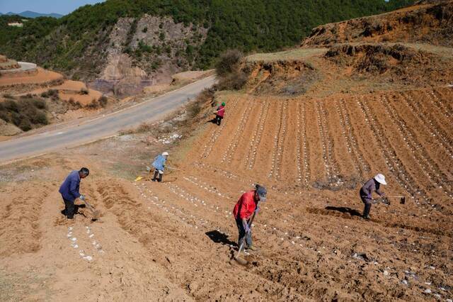 村民在鲁甸县水磨镇马铃薯种植基地劳作。新华社记者王冠森摄