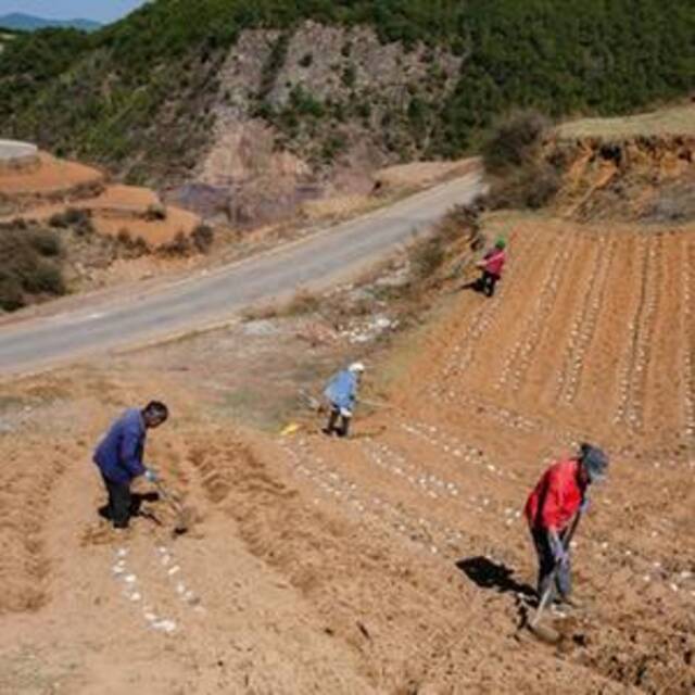 一年之计在于春丨乌蒙山区春耕新景：马铃薯基地来了位“科学家”