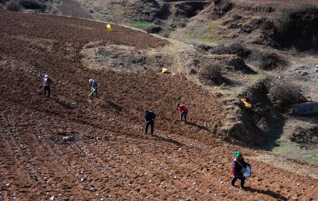 村民在鲁甸县水磨镇马铃薯种植基地劳作。新华社记者王冠森摄
