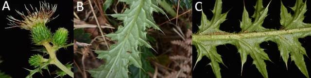 阿里山蓟（A）花序直立，花冠裂片反卷。（B、C）阿里山蓟叶背无明显被毛。张之毅摄影。