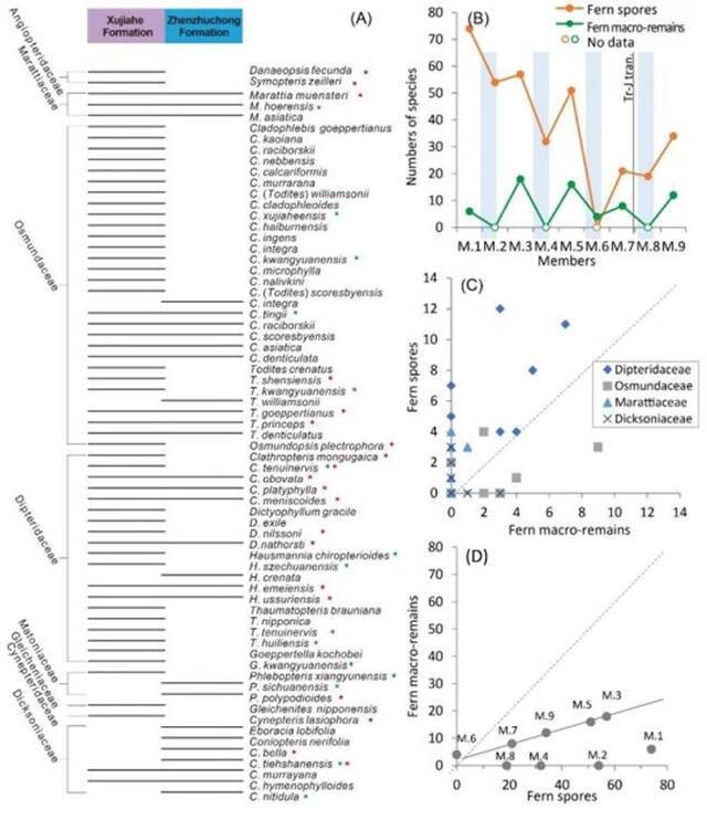 四川盆地三叠纪-侏罗纪之交真蕨植物与孢子化石属种多样性的比较