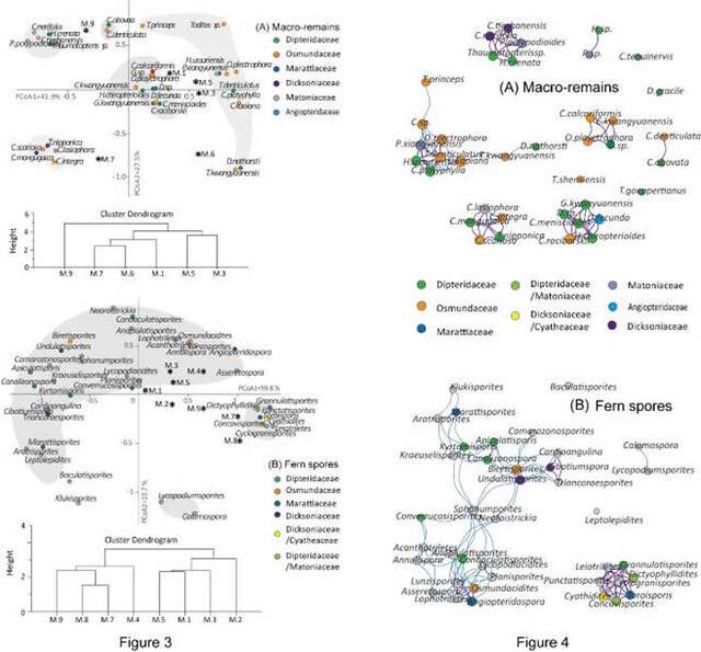左图为真蕨植物大化石和蕨类孢子的聚类分析及主成分分析；右图为基于共生关系分析的蕨类大植物化石及蕨类孢子共存网络图。