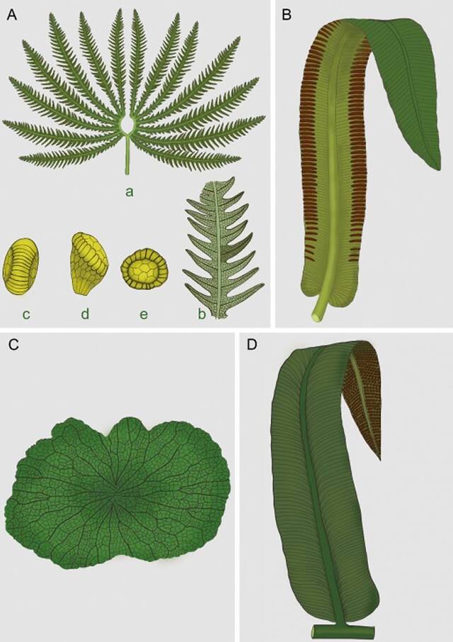 四川盆地晚三叠世部分真蕨植物化石复原图