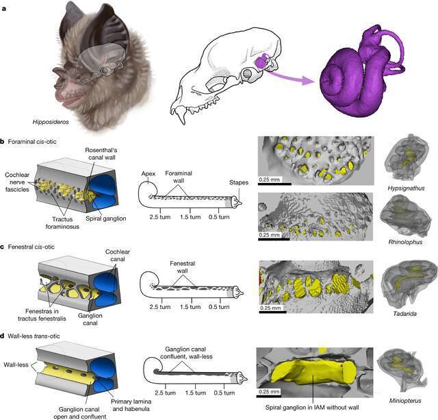 新研究首次从解剖学角度证明两大类蝙蝠如何以不同的方式使用回声定位