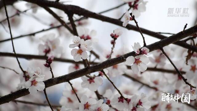 瞰中国·春回大地丨西藏林芝：高原春至 “桃”人欢喜