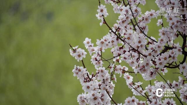 瞰中国·春回大地丨西藏林芝：高原春至 “桃”人欢喜