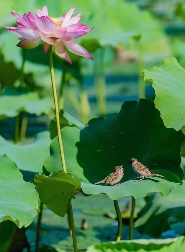 喜欢你很久了！节日快乐！