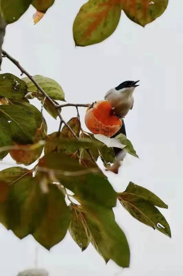 喜欢你很久了！节日快乐！