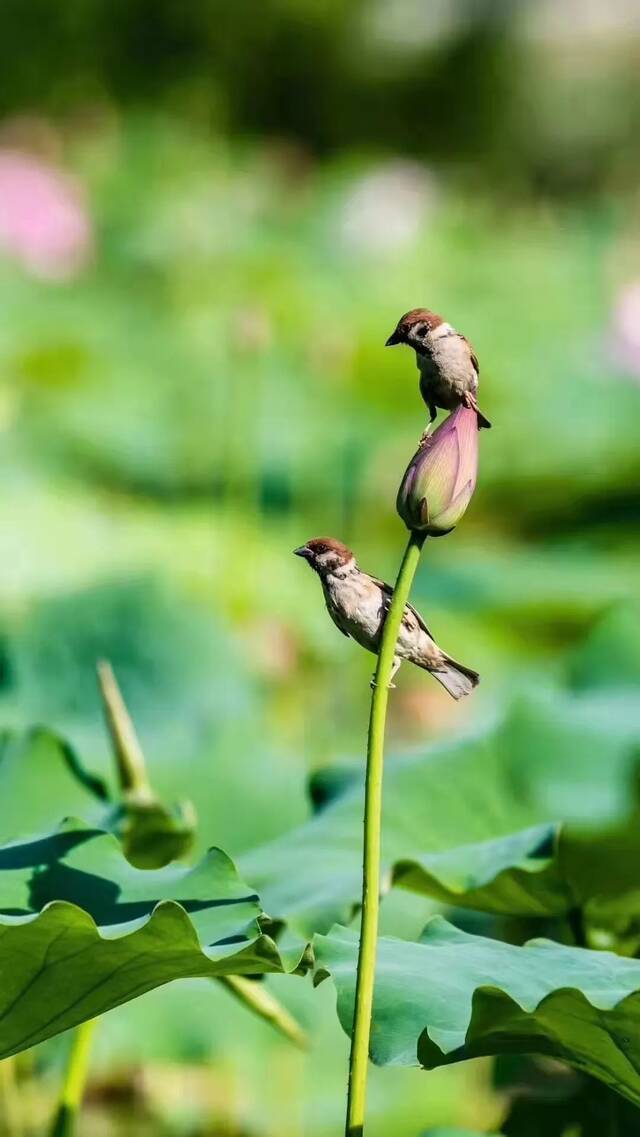 喜欢你很久了！节日快乐！