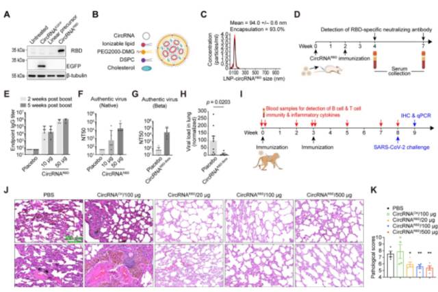 CircRNA疫苗接种在小鼠和恒河猴体内提供了显著性保护。