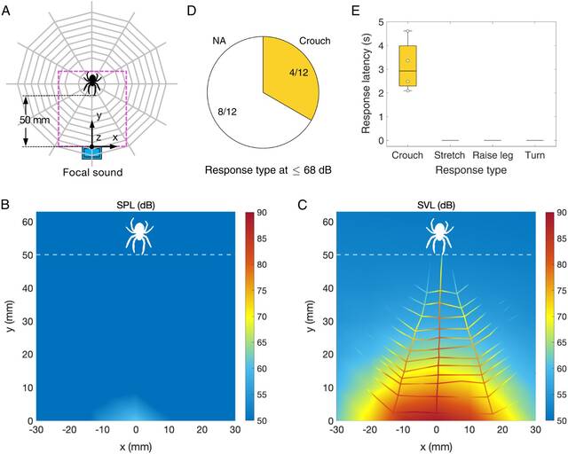 研究发现圆网蛛可以通过蜘蛛网上的微小振动来探测声音