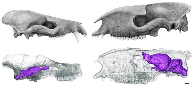 恐龙时代结束后哺乳动物先“升级”体型而非大脑