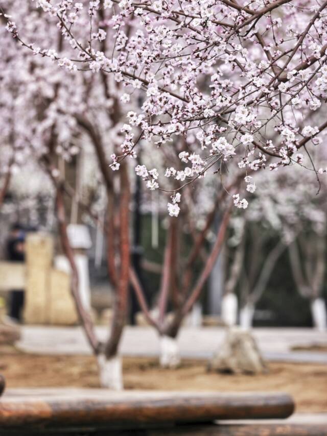 宝藏打卡地！来这里感受北京的春天