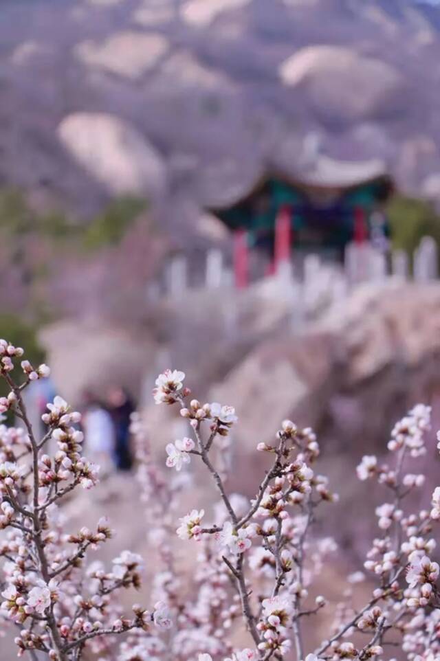 宝藏打卡地！来这里感受北京的春天