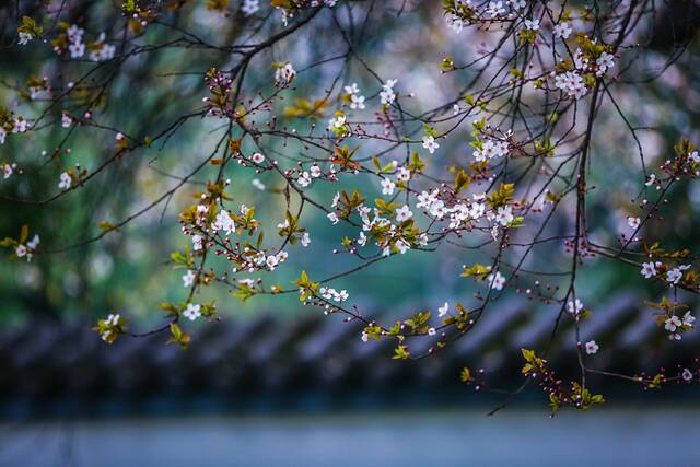 想见你，在18℃的师大春风里！