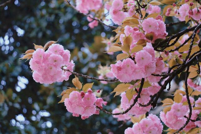 想见你，在18℃的师大春风里！