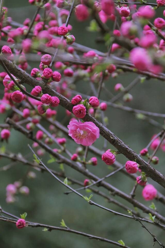 想见你，在18℃的师大春风里！