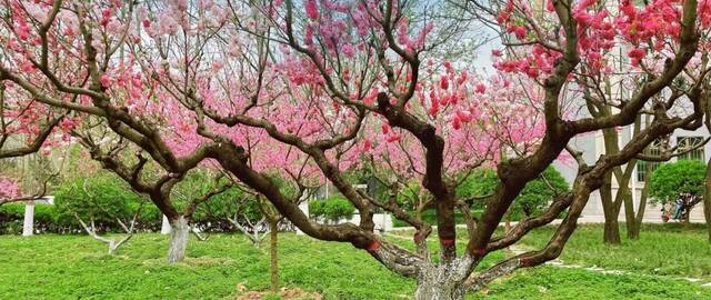 想见你，在18℃的师大春风里！