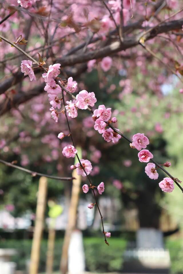 想见你，在18℃的师大春风里！