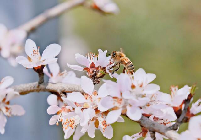 想见你，在18℃的师大春风里！