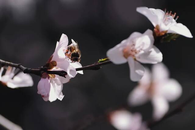 想见你，在18℃的师大春风里！