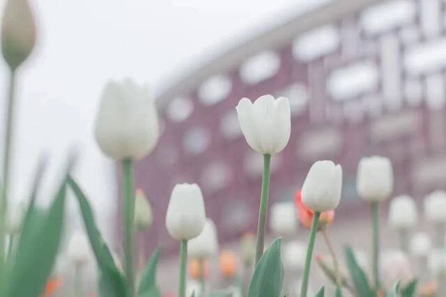 想见你，在18℃的师大春风里！