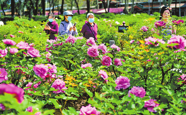 4月3日，洛阳市隋唐城遗址植物园，游客正在赏牡丹。（黄政伟摄）
