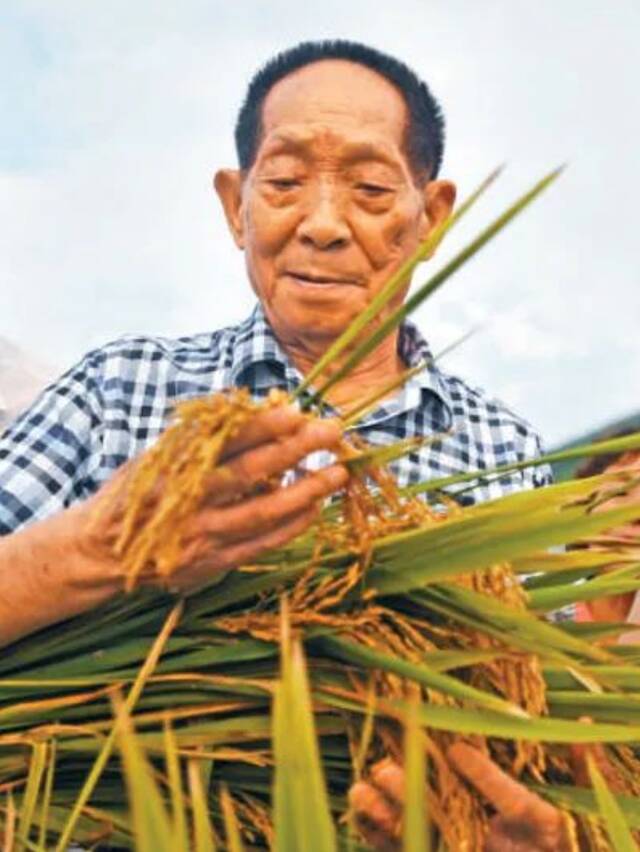 袁隆平（资料图）陆波岸摄/新华社