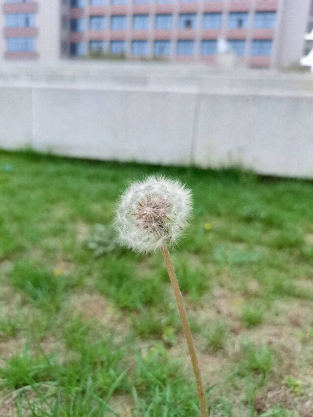 今日清明丨气清景明，万物皆显