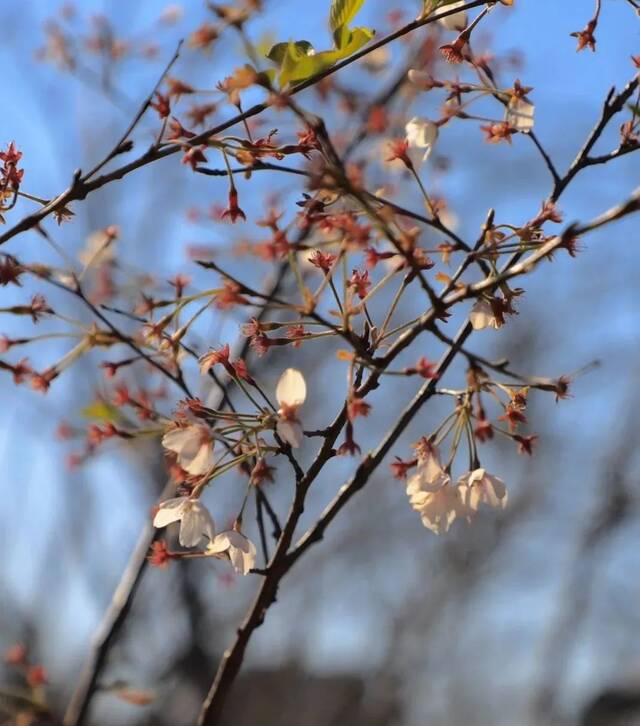 清明追思，家国永念