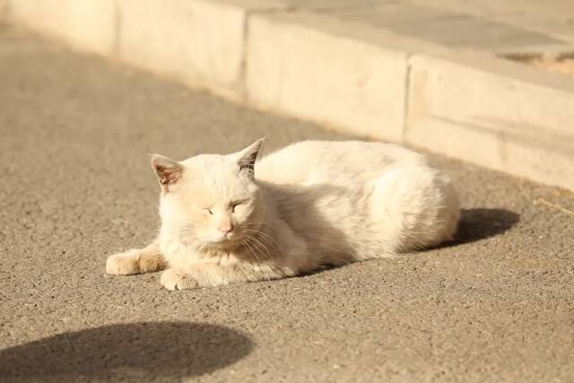 今日清明  杨柳旌旗春色晓，海棠时节曙光新